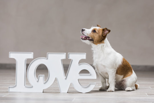 Dog with the inscription "Love"