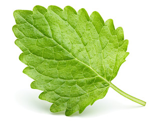 Green lemon balm leaf (Melissa officinalis), balm, common balm, or balm mint leaf isolated on white...