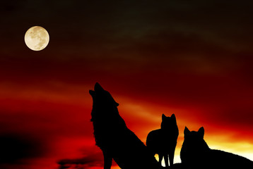 Pack of wolves with full moon over night sky like magic, mystic, spiritual animal concept 