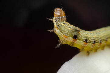 fat worm on white organic vegetable leaves.