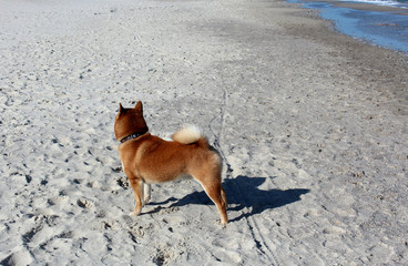 Akita dog playing on a beach