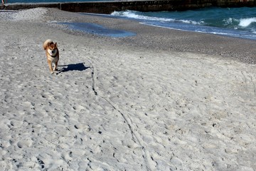 Akita dog playing on a beach
