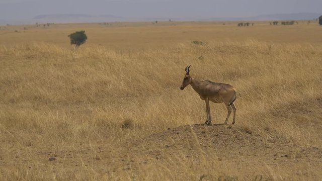 Coke's hartebeest in the savannah