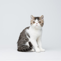 Cute exotic shorthair kitten on gray studio background