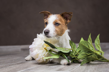 Dog breed Jack Russell Terrier portrait dog on a studio color background, dog lying on the floor of the studio