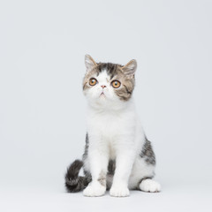 Fototapeta na wymiar Cute exotic shorthair kitten on gray studio background