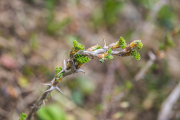 Frische Blätter sprießen