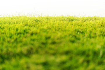 green grass yard filed background for product display close up selective focus park background