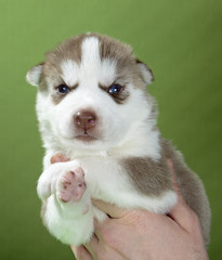 Fototapeta premium puppy Siberian husky on a green background