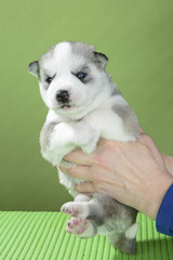 Fototapeta premium puppy Siberian husky on a green background