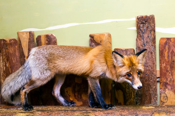 Close-up of a young beautiful brown fox or vulpes with big black eyes licking and posing