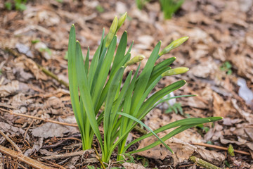 Obraz premium Narzissen im Frühling