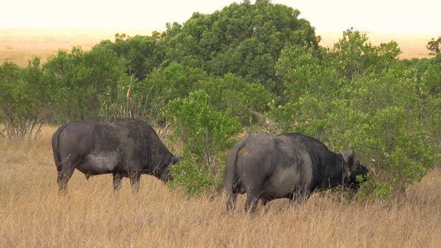 African buffaloes grazing