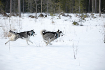 Fototapeta na wymiar Siberian husky in winter Park