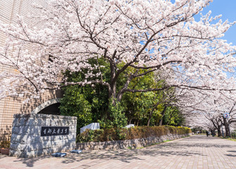 首都大学東京　正門前の桜並木