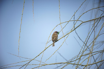 sparrow with green grass in its beak