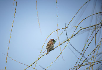 sparrow with green grass in its beak