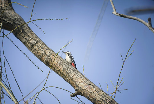 woodpecker on the trunk of a tree in the park