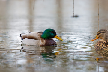 Duck wild male and female swim on the lake
