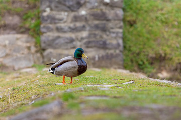 wild duck male standing on the shore of the lake