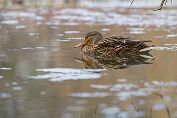 duck wild female swim on the lake