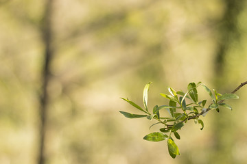 Foglie albero Primavera
