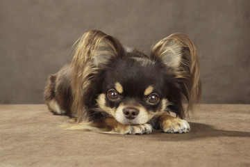 Chihuahua on brown background