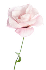 Beautiful Eustoma flower isolated on white background