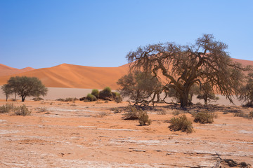 Fototapeta na wymiar Sossusvlei Namibia, scenic clay salt flat with braided Acacia trees and majestic sand dunes. Namib Naukluft National Park, travel destination in Africa