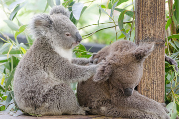 Koala Australian Native Endangered Animal