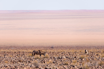 Oryx grazing in the Namib desert, Namib Naukluft National Park, travel destination in Namibia, Africa.