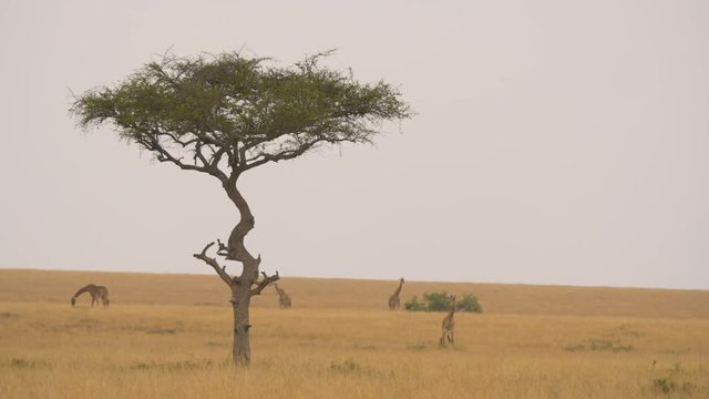 Giraffes near an acacia tree