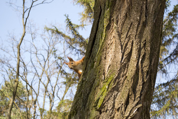 Funny red squirrel on trunck of tree.