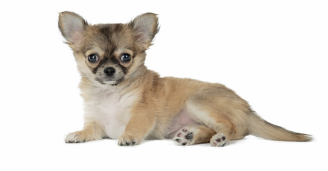 Dog of breed Chihuahua isolated on white background.