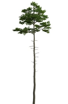 3D Illustration pine tree isolated on a white background