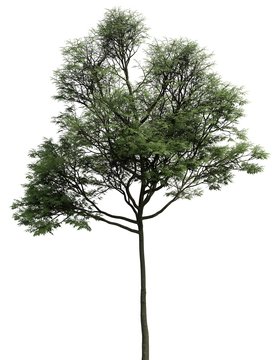 3D Illustration tree isolated on a white background