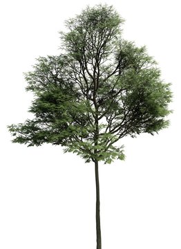 3D Illustration tree isolated on a white background