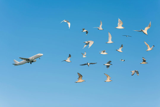 A lot of seagulls and plane in the clear blue sky.
