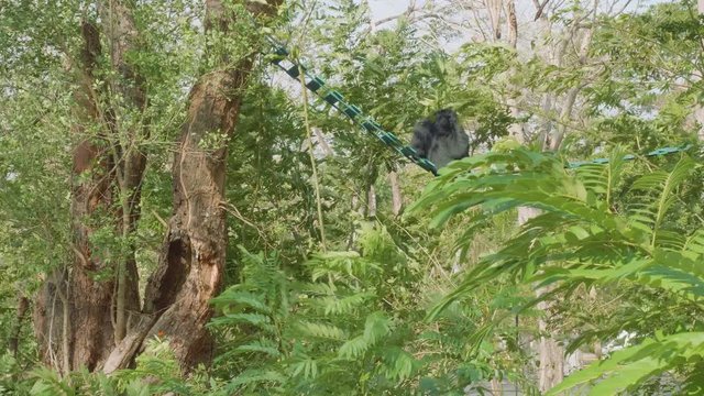 Back view of siamang sitting on ledder between trees
