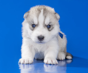 Fototapeta premium puppy Siberian husky on a blue background