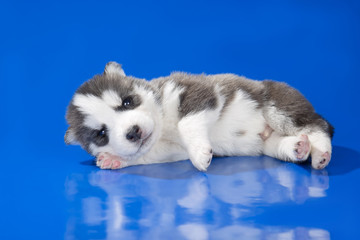 Fototapeta premium puppy Siberian husky on a blue background