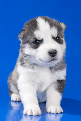 puppy Siberian husky on a blue background