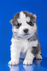puppy Siberian husky on a blue background