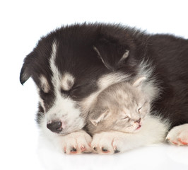 Fototapeta premium Sleeping Siberian Husky puppy embracig cute tabby kitten. isolated on white background