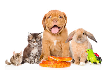 large group of pets along. Isolated on white background