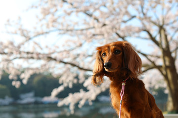 桜を楽しむダックスフンド
