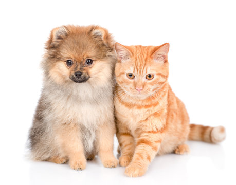 spitz puppy and cat sitting together. isolated on white background
