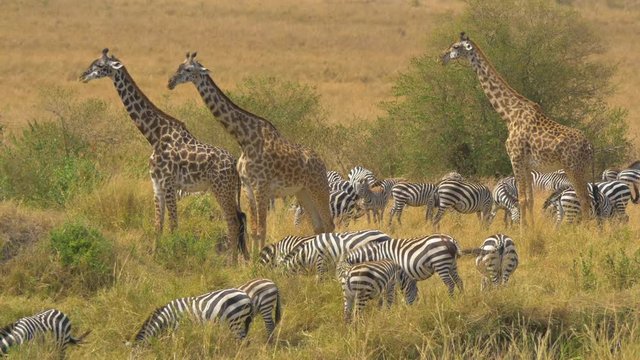 Three giraffes and a herd of zebras