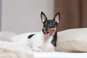 Toy Fox Terrier in Studio