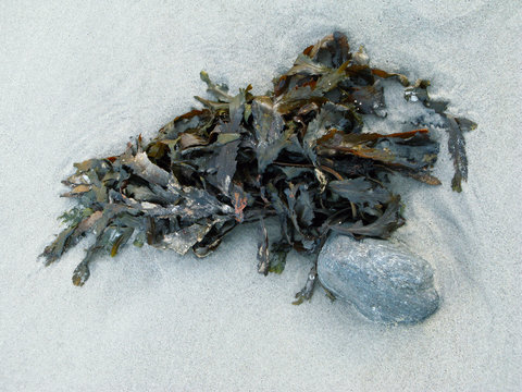 Laesoe / Denmark: Washed up seaweed on the sandy beach at Hvide Bakker